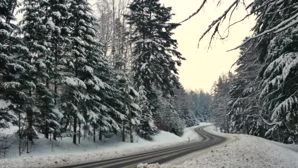 Polonia Carretera Cerca Komancza Fecha 01012017 Camino Bosque Cubierto Nieve — Vídeo de stock