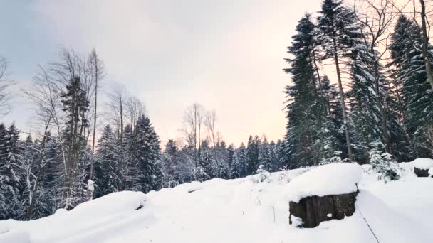 Polónia Komancza Data 12312017 Dia Ensolarado Floresta Coberta Neve Belo — Vídeo de Stock