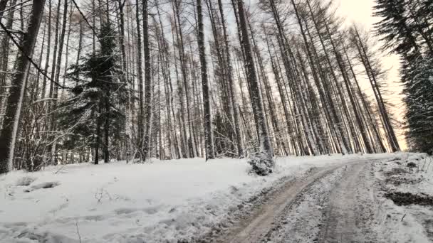 公路近 Komancza 01012017 路在森林里覆盖着白雪 寒假在欧洲 — 图库视频影像