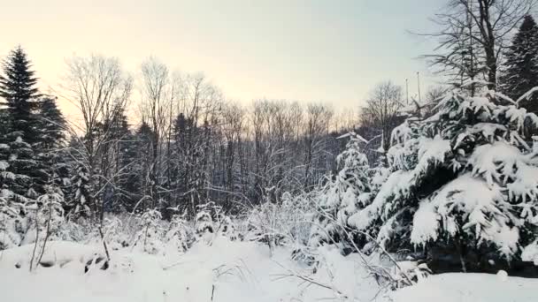 ポーランド Komancza 12312017 晴れた日に林では 雪に覆われました ヨーロッパの美しい冬 — ストック動画