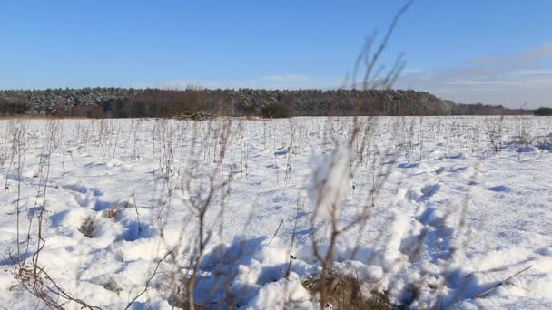 Piękny Zimowy Krajobraz Full Wszystko Pokryte Śniegiem Pejzaż Zimowy Europy — Wideo stockowe