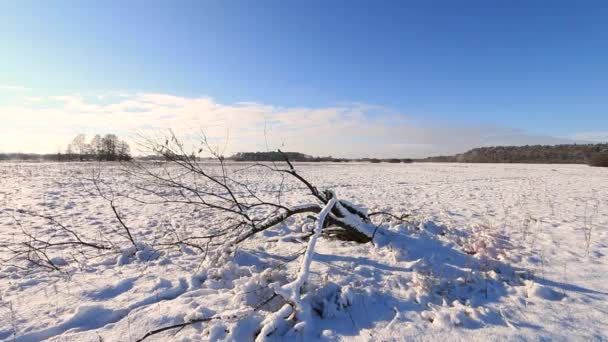 Vackert Vinterlandskap Full Allt Täckt Snö Europa Vinterlandskap Solig Dag — Stockvideo