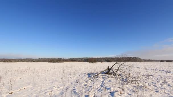 Prachtige Winterlandschap Full Alles Bedekt Met Sneeuw Europa Winterlandschap Zonnige — Stockvideo