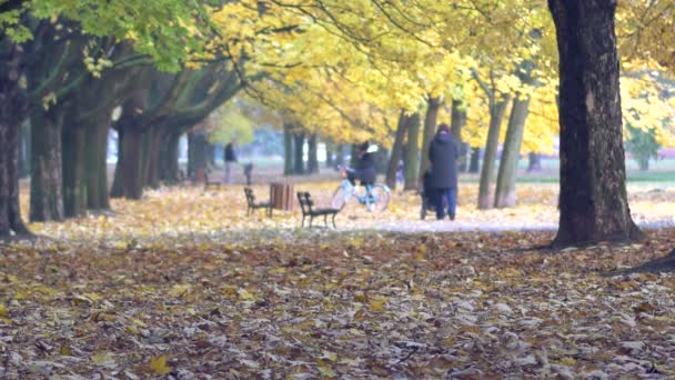 People walking in the park. Beautiful autumn colors in the park. — Stock Video