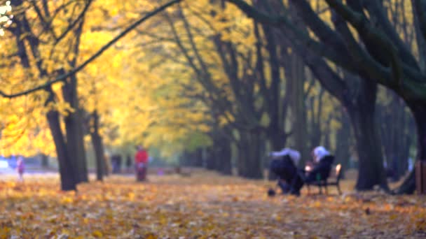 Az emberek séta a parkban. A park gyönyörű őszi színek. — Stock videók