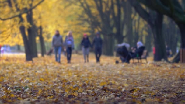 Mensen lopen in het park. Mooie herfst kleuren in het park. — Stockvideo