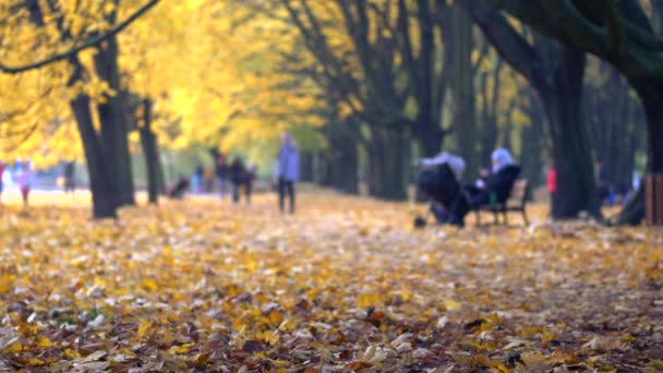 Az emberek séta a parkban. A park gyönyörű őszi színek. — Stock videók