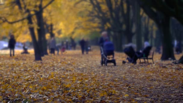 People walking in the park. Beautiful autumn colors in the park. — Stock Video