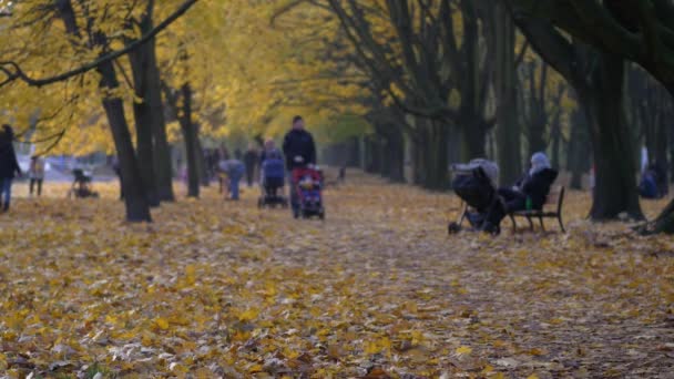 Az emberek séta a parkban. A park gyönyörű őszi színek. — Stock videók