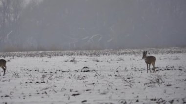 Avrupa'nın vahşi hayvanlar.