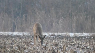 Avrupa'nın vahşi hayvanlar
