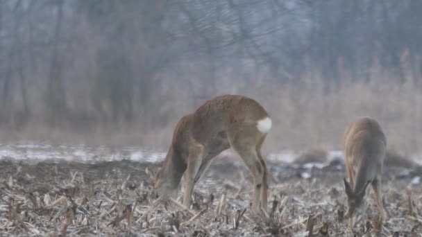 Wildtiere in Europa — Stockvideo