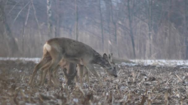 Wildtiere in Europa — Stockvideo