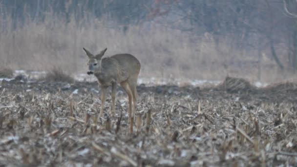 Animaux sauvages en Europe 