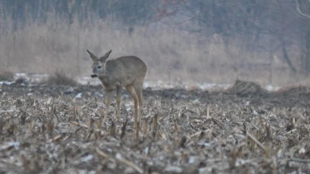 Animales salvajes en Europa — Vídeo de stock