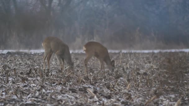 Wildtiere in Europa — Stockvideo