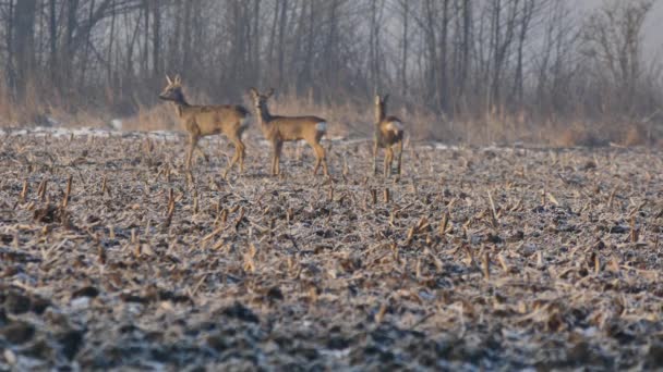 Wilde dieren Europa. — Stockvideo