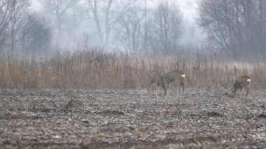 Avrupa'nın vahşi hayvanlar.