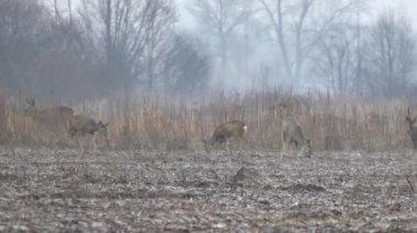 Avrupa'nın vahşi hayvanlar.