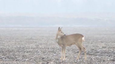 Avrupa'nın vahşi hayvanlar