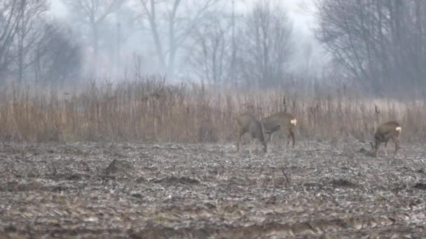 Wildtiere in Europa. — Stockvideo