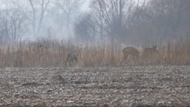 Animales salvajes de Europa . — Vídeo de stock