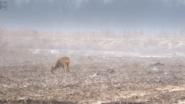 UHD filmati della fauna selvatica . — Video Stock