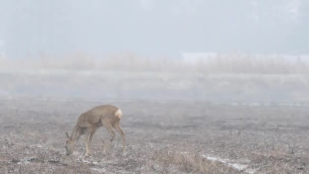 Fauna selvatica d'Europa — Video Stock