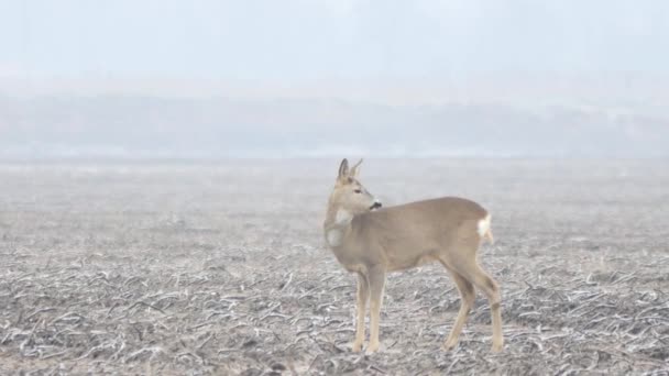 Animales salvajes de Europa — Vídeo de stock