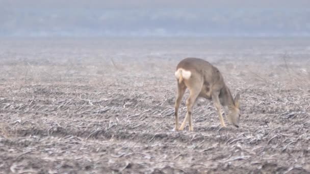 Wildtiere in Europa — Stockvideo