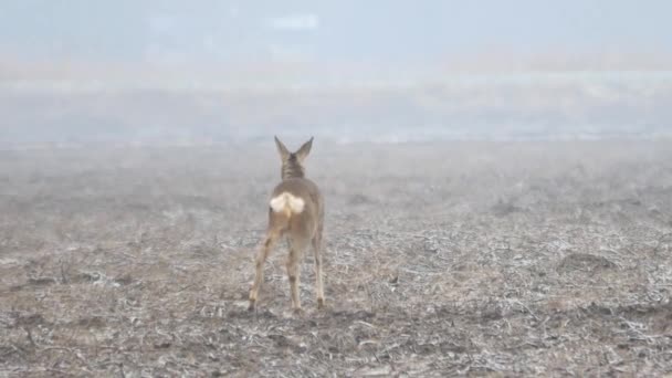 Animales salvajes en Europa . — Vídeos de Stock