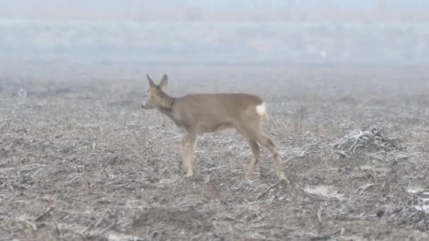 Wilde dieren in Europa. — Stockvideo