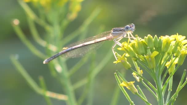 Beautiful dragonfly closeup. — Stock Video