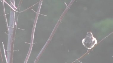 Avrupa'nın vahşi hayvanlar.