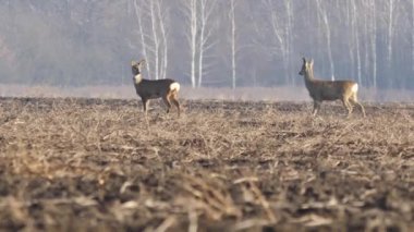Avrupa'nın yaban hayatı