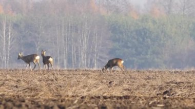 Avrupa'nın vahşi hayvanlar. 