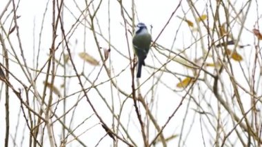 Polonya / Tarih - 11062017. Küçük kuş gıda dallarında bulutlu gün boyunca arıyorsunuz,
