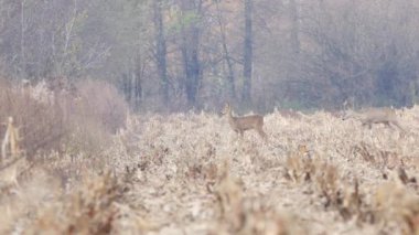 Karaca sonbahar çayır üzerinde.