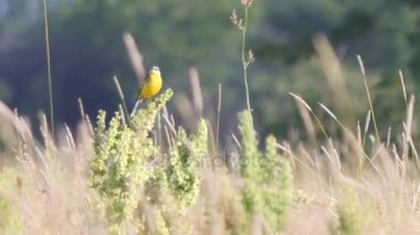 Çayır üzerinde küçük kuş.
