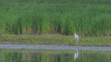 Avrupa'nın vahşi hayvanlar.
