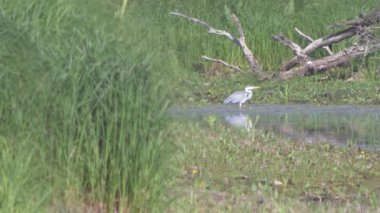 Avrupa'nın vahşi hayvanlar.