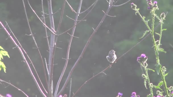 Petit oiseau assis sur l'arbre . — Video