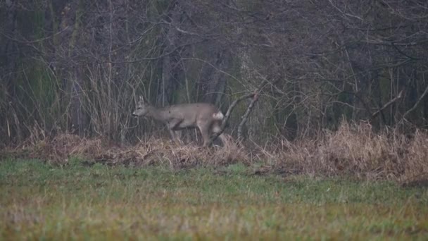 Animales salvajes en Europa . — Vídeos de Stock