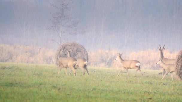 Animales salvajes en Europa . — Vídeos de Stock