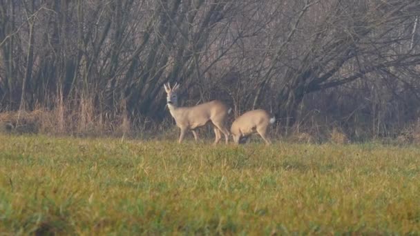 Animaux sauvages en Europe . 