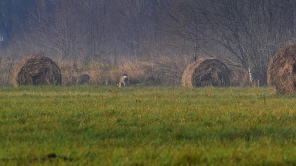 WIld animals in Europe. — Stock Video