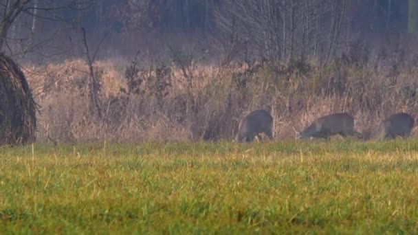 Animales salvajes en Europa . — Vídeo de stock