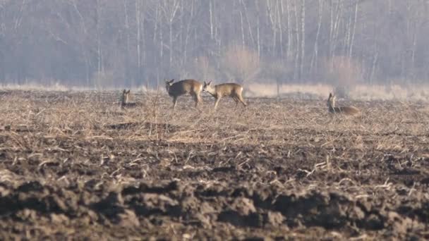 Animales salvajes en Europa . — Vídeo de stock