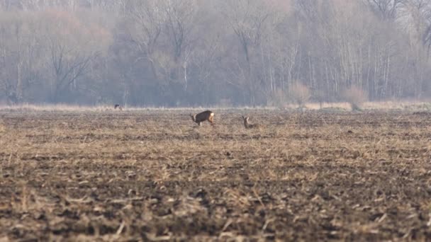 Animale sălbatice în Europa . — Videoclip de stoc