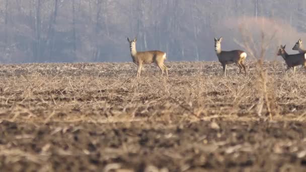 Natuur van Europa — Stockvideo